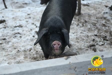 庆阳合水县太莪乡黑木村村民陈志飞: 大山深处的养猪能手