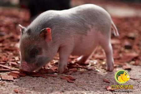 力争畜禽养殖总量年调减5%左右,到年底调减到1100万猪单位以下