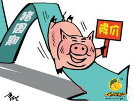 猪价开启下跌模式, 养猪的伙伴速看