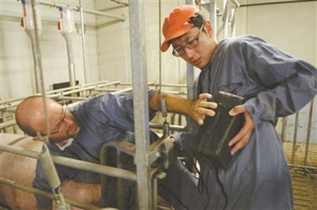 理论结合实际 江苏一高校教师“留学”养猪场