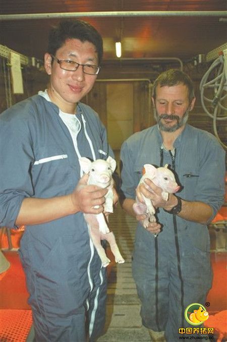 理论结合实际 江苏一高校教师“留学”养猪场