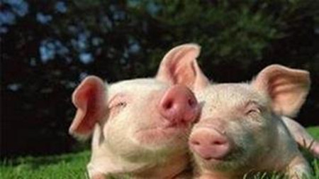 增生性肠炎分析与发病机理