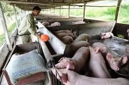 “全进全出”令中国猪场老板羡慕、嫉妒、恨......