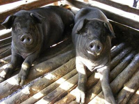 中西结合治疗猪冬痢病