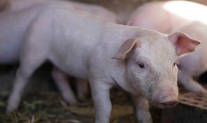 全国养猪100强县公布，看看你的家乡上榜没