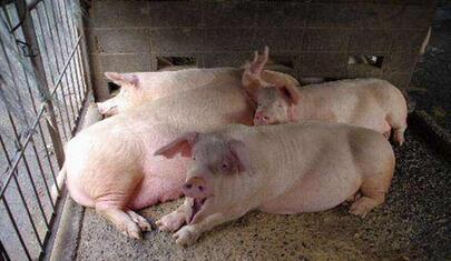 调研：种猪场、中大养殖场规模纷纷呈上升趋势