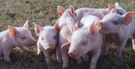 五招让问题猪场起死回生，好经验值得借鉴！