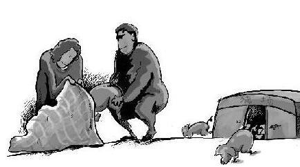 一时财迷心窍，猪崽商贩趁夜色盗窃牲猪40余头