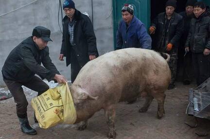 大肥猪两年长到700多斤!村民用铲车拉猪宰杀(图)