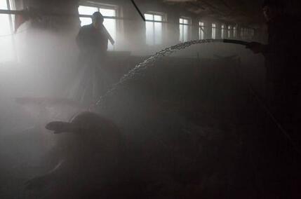 大肥猪两年长到700多斤!村民用铲车拉猪宰杀(图)