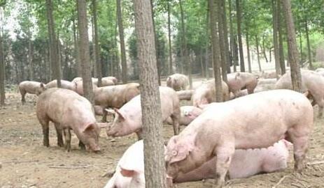 农业部严厉打击饲料生产和养殖环节违法使用兽用抗菌药物行为