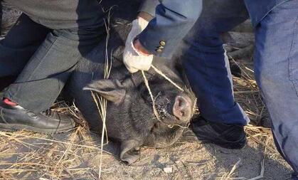 白天卖猪夜晚偷猪 先后作案30余起 盗窃生猪40余头