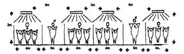知道猪舍该按几个灯泡吗？很多猪场都忽略的：猪的光照