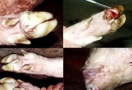 老兽医用实例告诉你五号病不可怕,他是如何解决这个难题的?