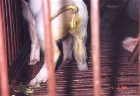 影响哺乳仔猪腹泻的因素及防治措施，养猪人必读！