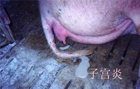 影响哺乳仔猪腹泻的因素及防治措施，养猪人必读！