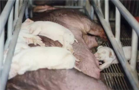 影响哺乳仔猪腹泻的因素及防治措施，养猪人必读！