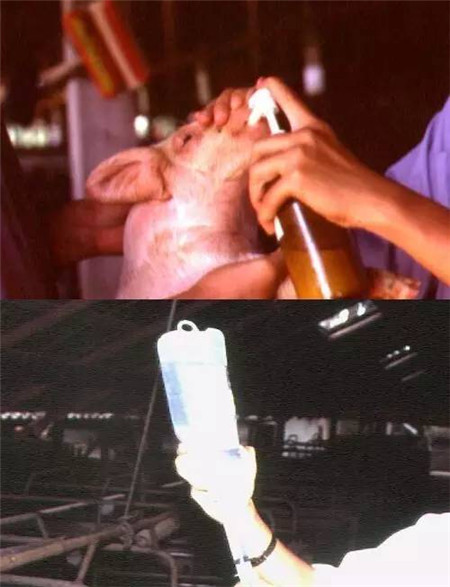 影响哺乳仔猪腹泻的因素及防治措施，养猪人必读！