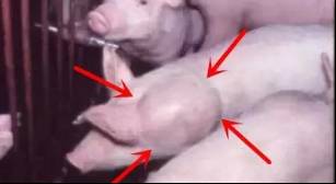 给猪打针还鼓包？你肯定没做到这两点