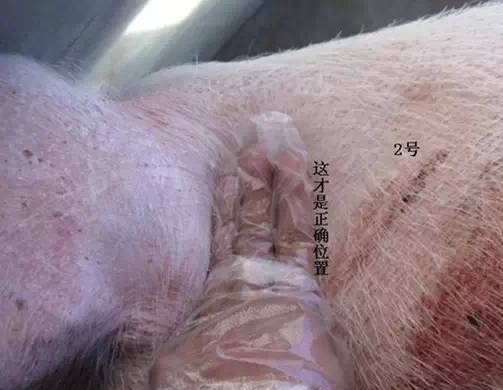 给猪打针还鼓包？你肯定没做到这两点