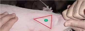 给猪打针还鼓包？你肯定没做到这两点