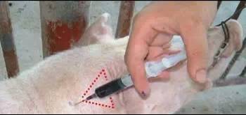 给猪打针还鼓包？你肯定没做到这两点