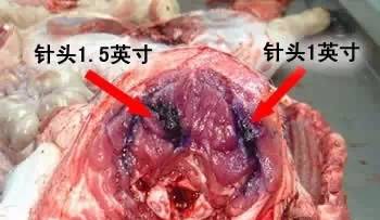 给猪打针还鼓包？你肯定没做到这两点