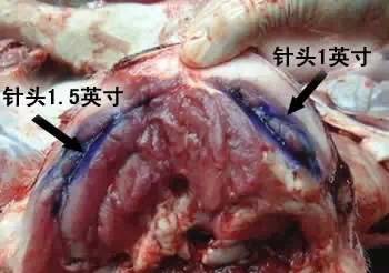 给猪打针还鼓包？你肯定没做到这两点