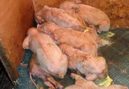 仔猪拉稀就一定是黄白痢、流行性腹泻？大错特错