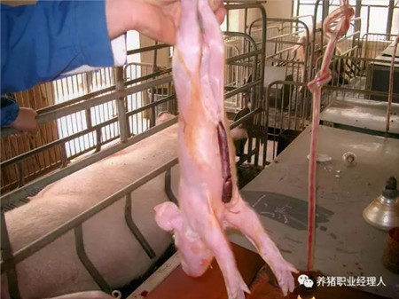 精细管理，让仔猪在愉悦中成长！