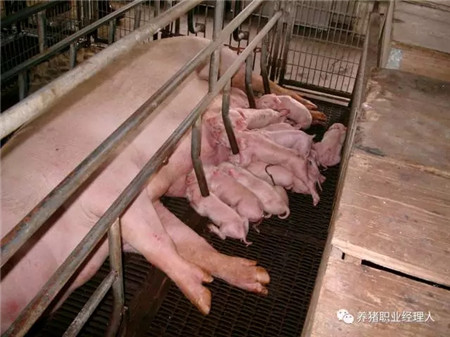 精细管理，让仔猪在愉悦中成长！