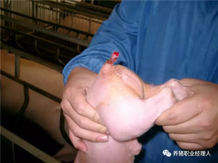 精细管理，让仔猪在愉悦中成长！