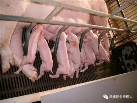 精细管理，让仔猪在愉悦中成长！