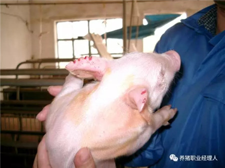 精细管理，让仔猪在愉悦中成长！