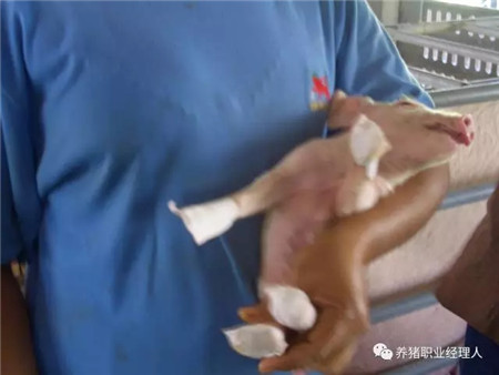 精细管理，让仔猪在愉悦中成长！