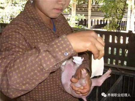 精细管理，让仔猪在愉悦中成长！