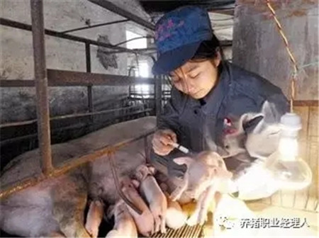 精细管理，让仔猪在愉悦中成长！