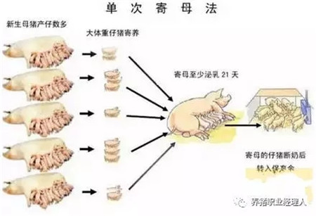 精细管理，让仔猪在愉悦中成长！