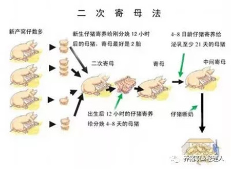 精细管理，让仔猪在愉悦中成长！
