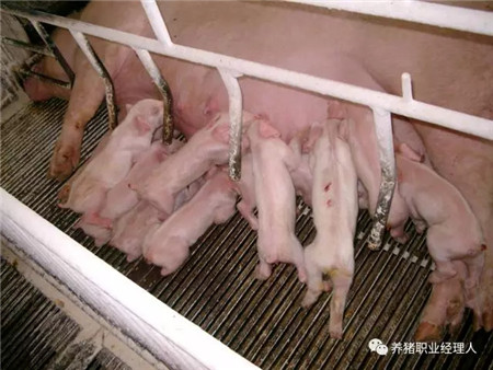 精细管理，让仔猪在愉悦中成长！