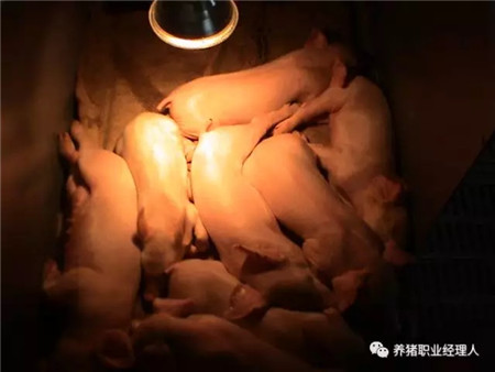 精细管理，让仔猪在愉悦中成长！