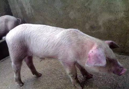 史上最全的猪病诊断方法，你值得拥有