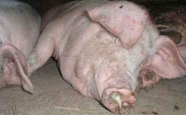 男子低价购买病猪销售获刑一年并处罚金