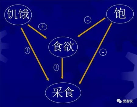 猪饲料选择的8大误区！千万别被误导！