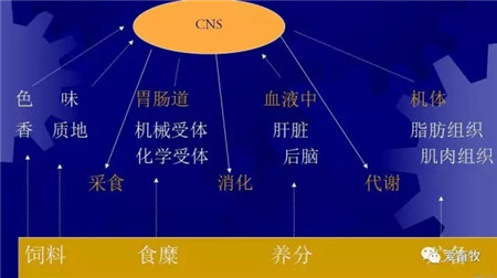 猪饲料选择的8大误区！千万别被误导！
