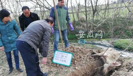 惨！养殖户倾家荡产，可能因为买到了有毒饲料