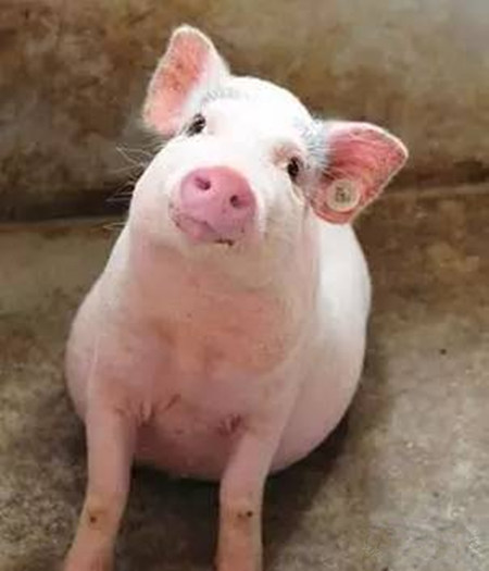 猪站不起来是什么原因造成的？