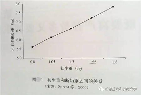 仔猪初生重的重要性及提高仔猪出生重的方法