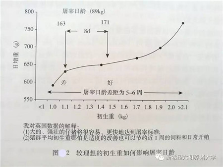 仔猪初生重的重要性及提高仔猪出生重的方法