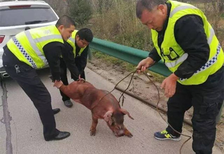 “二师兄”高速散步引奔驰撞宝马 交警判猪无责